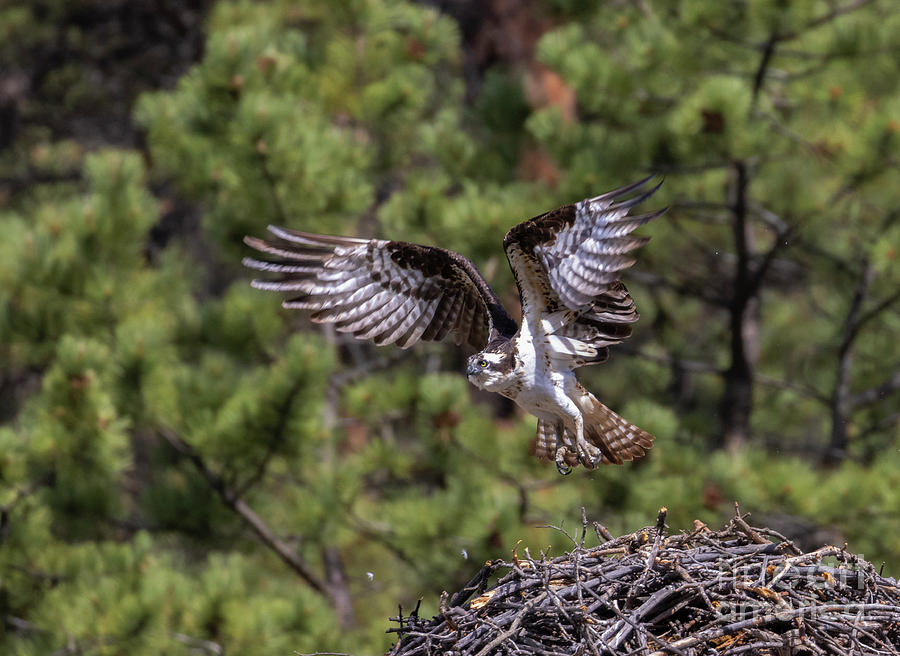 Osprey Landing Photograph by Steven Krull