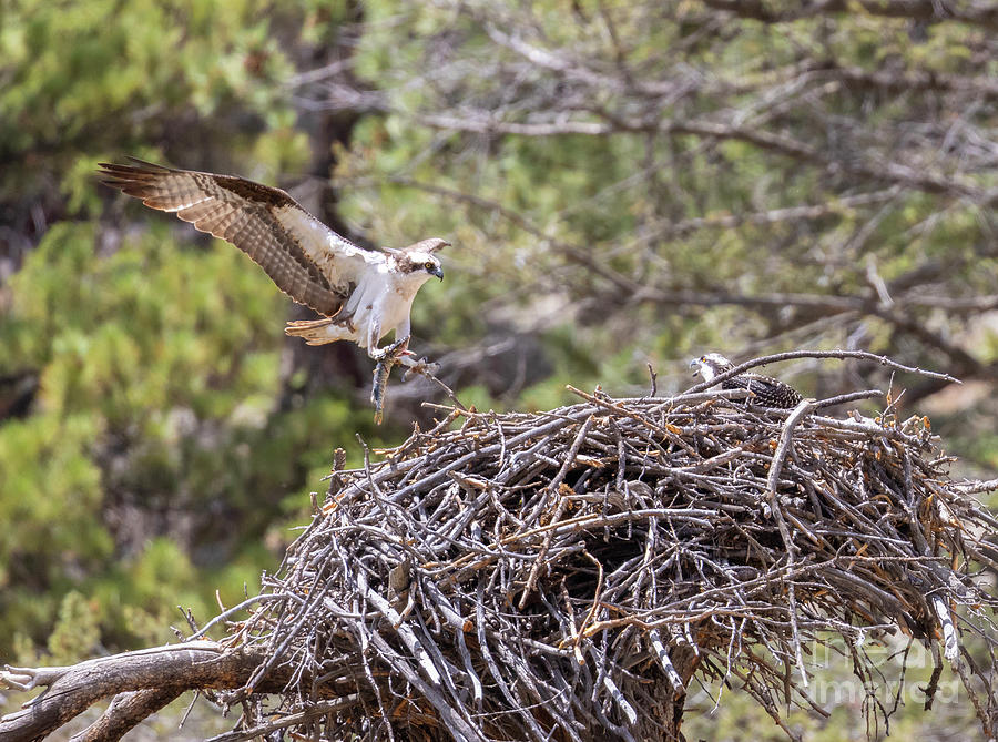 Osprey Landing With a Fish Photograph by Steven Krull