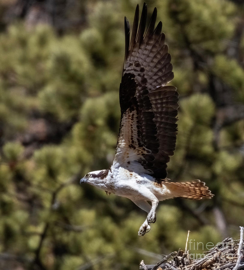Osprey Leaving the Nest Photograph by Steven Krull