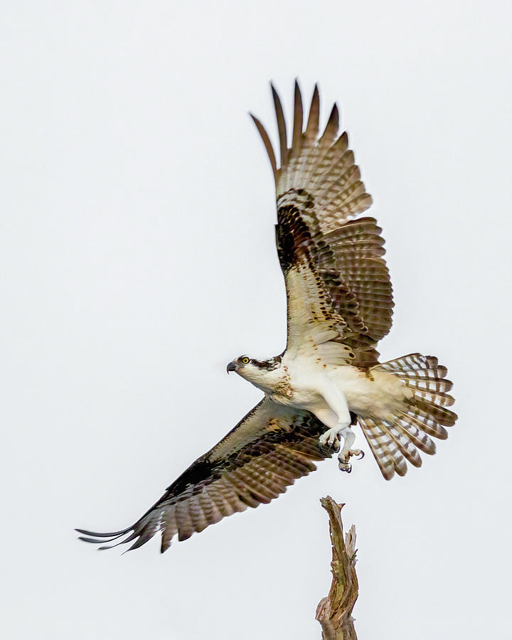 Osprey Lift Off Photograph by Dawn Currie