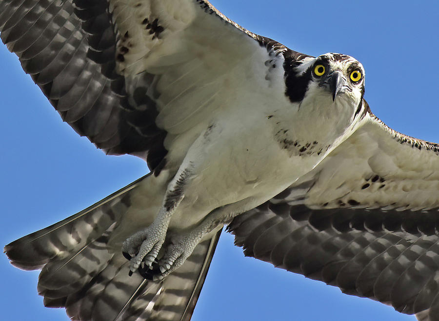 Osprey - Lookin at You, Kid Photograph by Cindy McIntyre