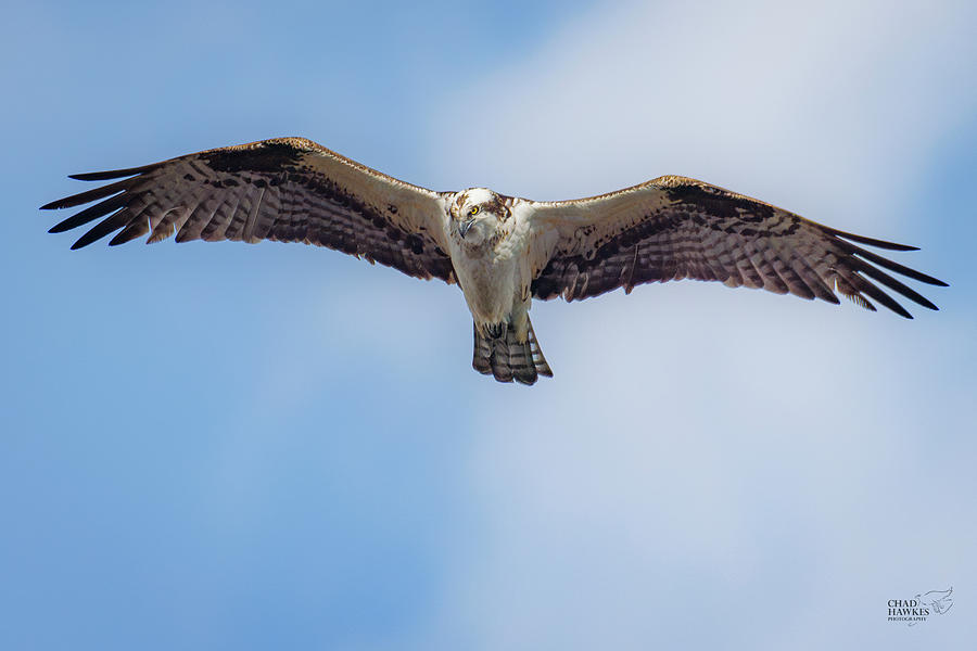 Osprey Looking Down Photograph by Chad Hawkes - Fine Art America