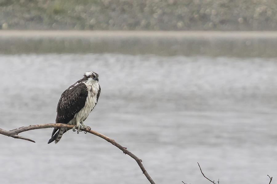 Osprey Looking Over the Rogue River Photograph by Belinda Greb