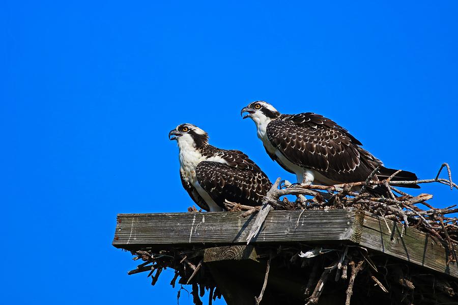 Osprey Lovers Photograph by Michiale Schneider