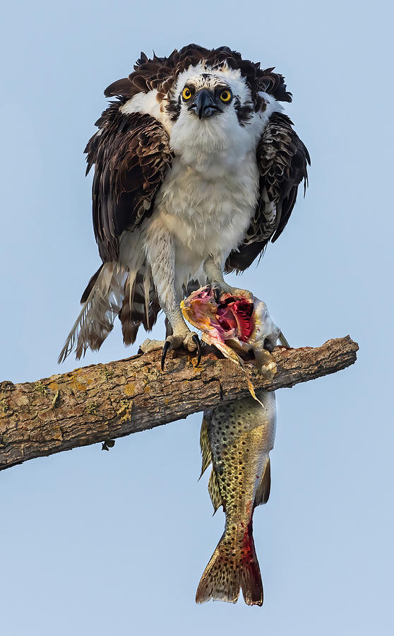 Osprey lunch Photograph by Mario Labado Osprey lunch Photograph by Mario Labado