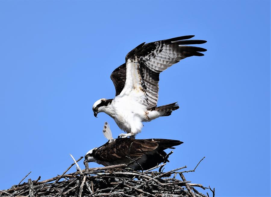 Osprey mating time Photograph by Jo-Ann Matthews - Pixels