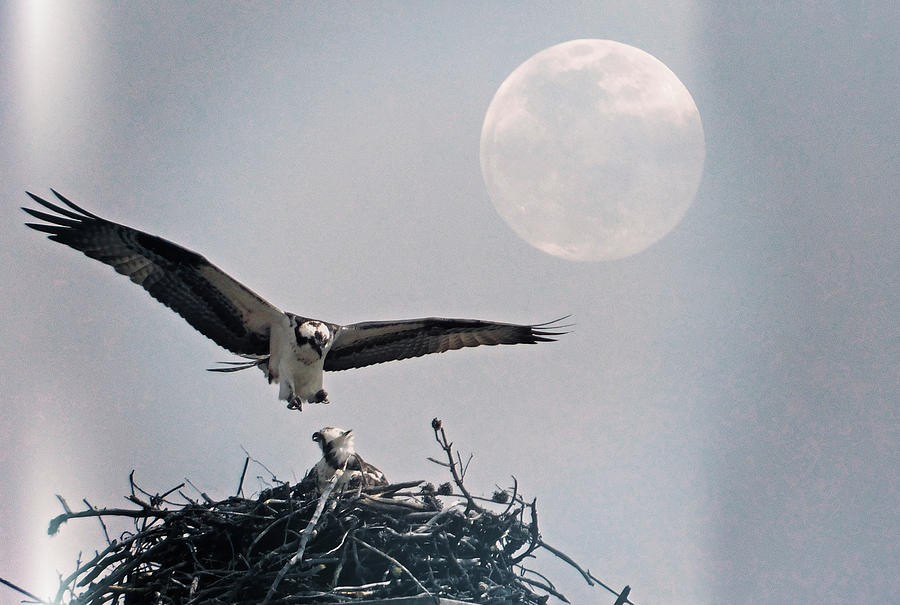 Osprey Moon Photograph by Carl Moore