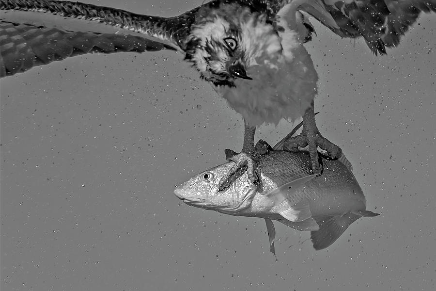 Osprey Morning Catch Up Close BW Photograph by Susan Candelario