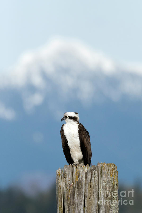 Osprey Mountain Photograph by Kristine Anderson