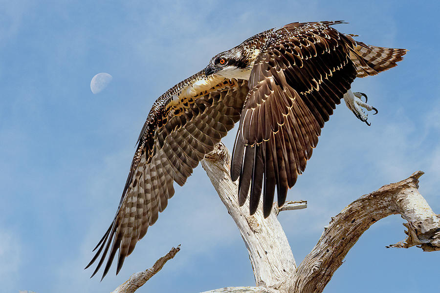 Osprey Moving Photograph by Les Greenwood
