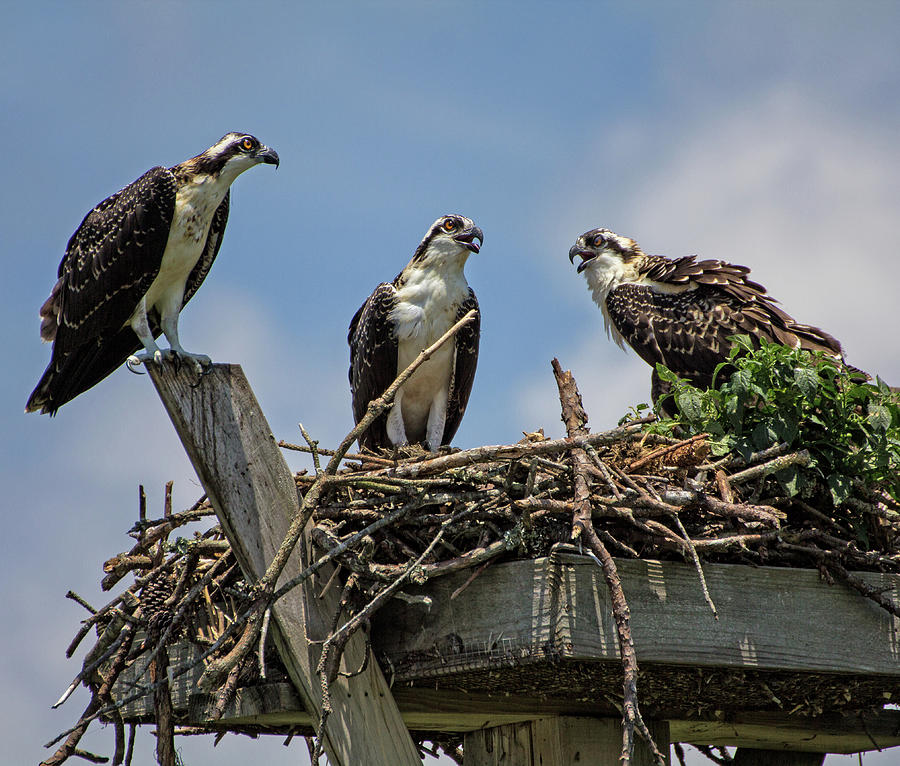 Ospreys in their Nest Photograph by Robert Pilkington