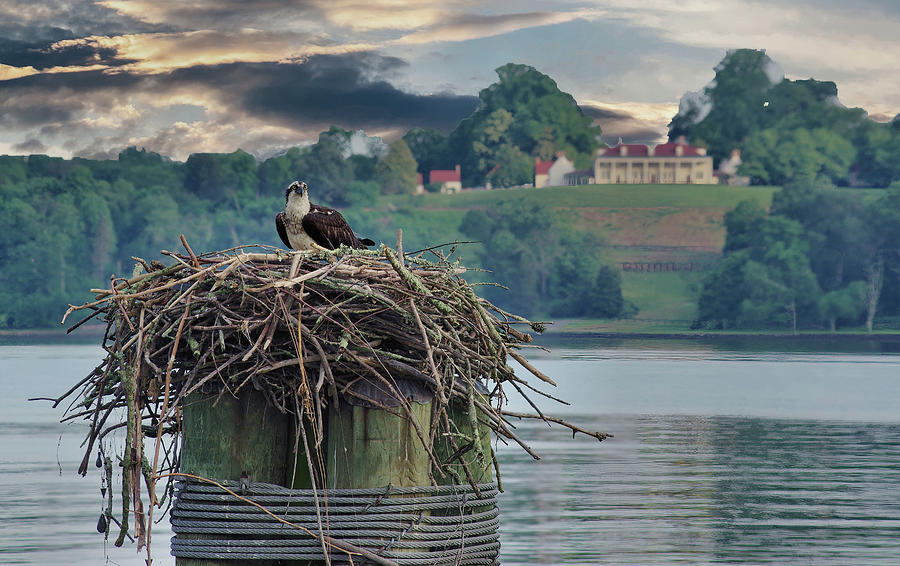 Osprey nest Photograph by Buddy Scott