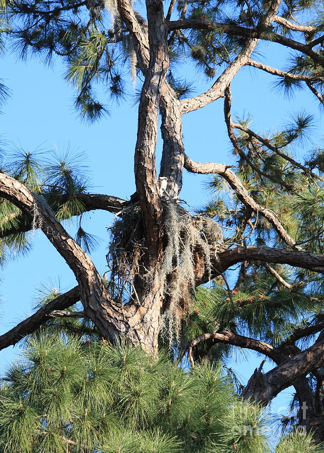 Osprey Nest in Large Tree Photograph by Carol Groenen