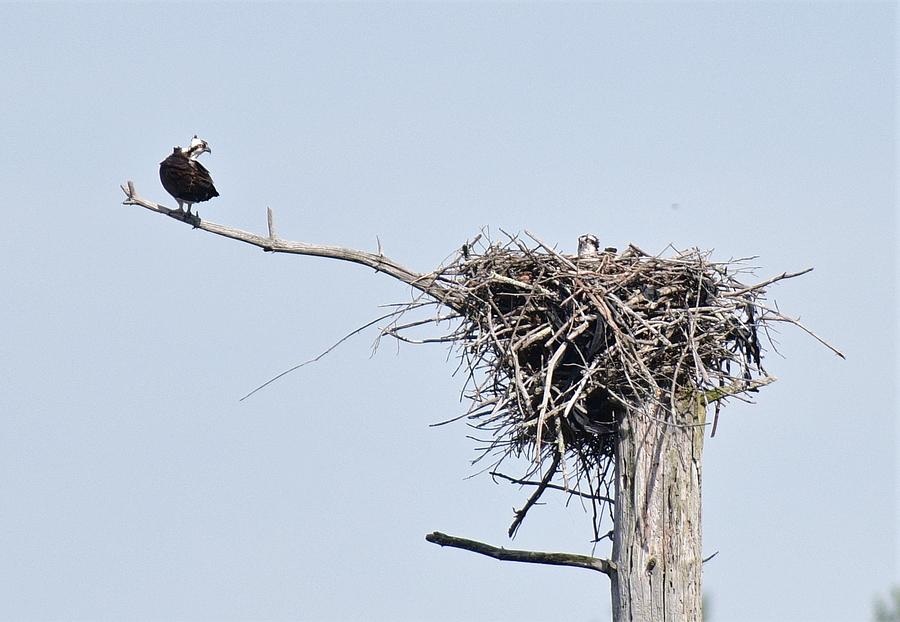 osprey nest removal