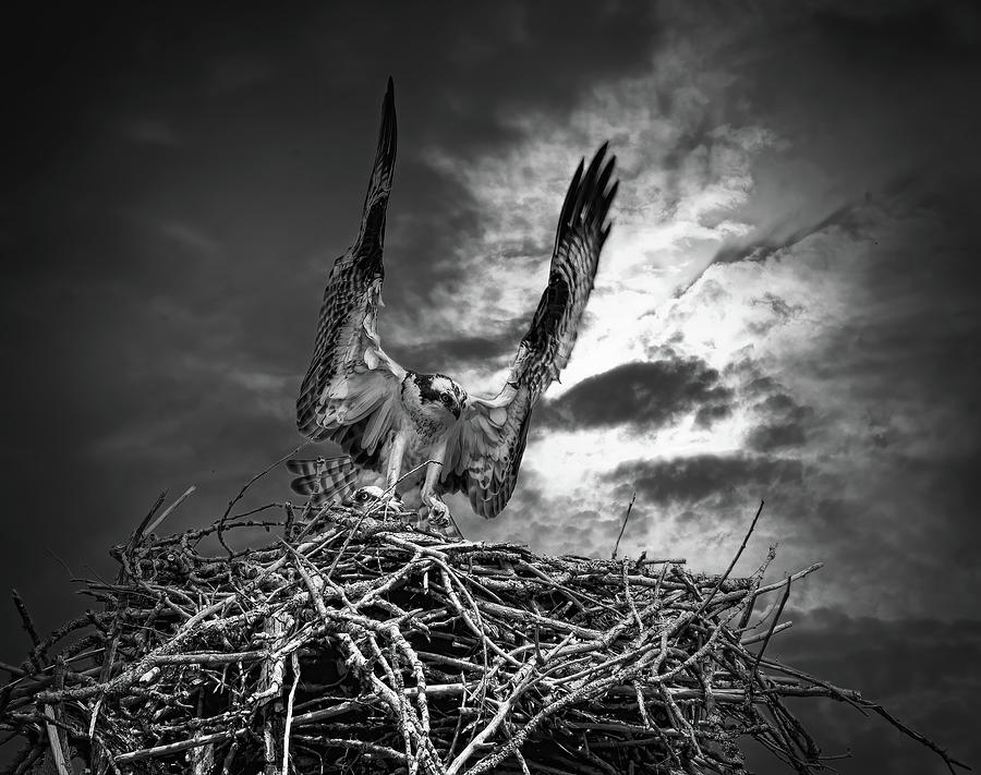 Osprey Nest Photograph by Wade Aiken