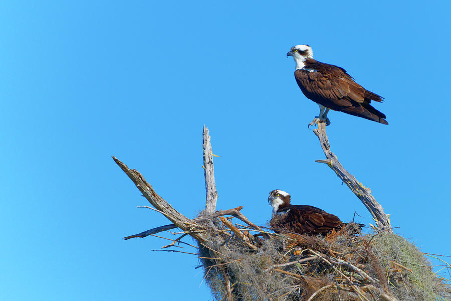 Osprey Nesting Pair Photograph by Jonathan Davison