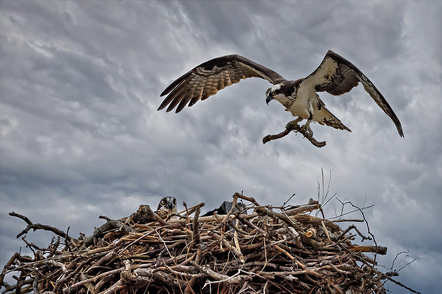 Osprey Nesting Photograph by Susan Candelario