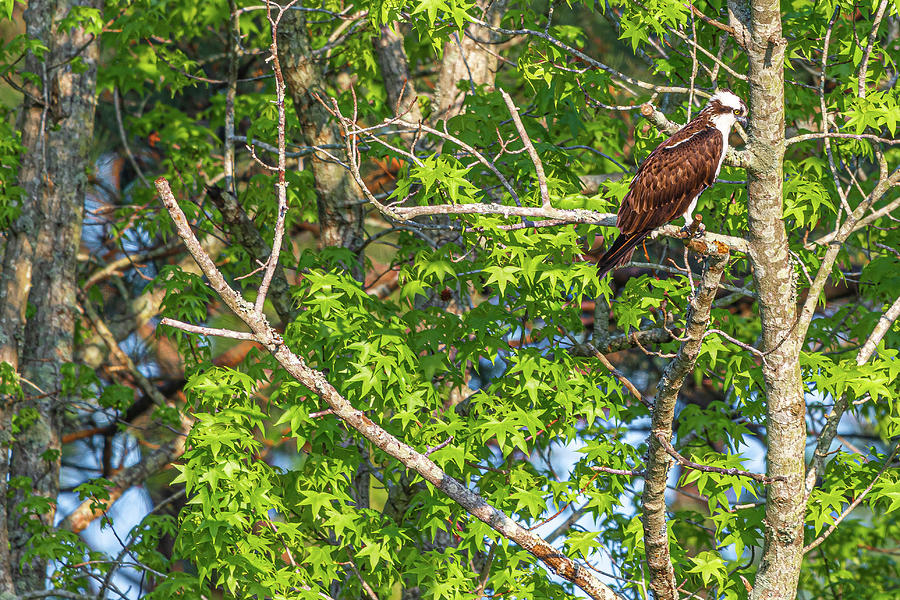 Osprey On A Branch Photograph