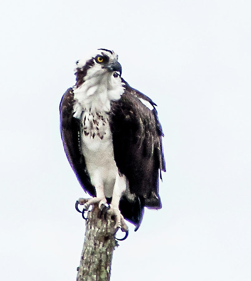 Osprey On A Post Photograph