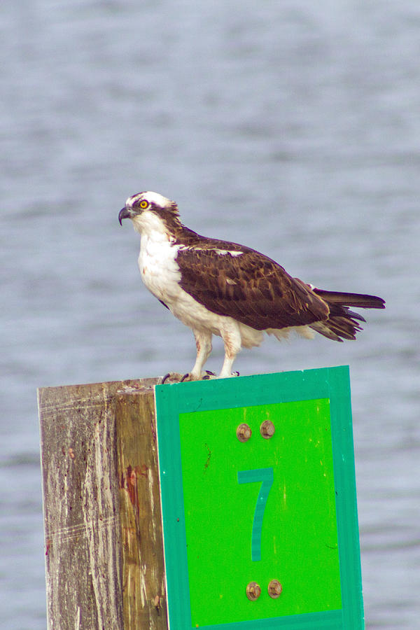 Osprey on channel marker Photograph by Nautical Chartworks