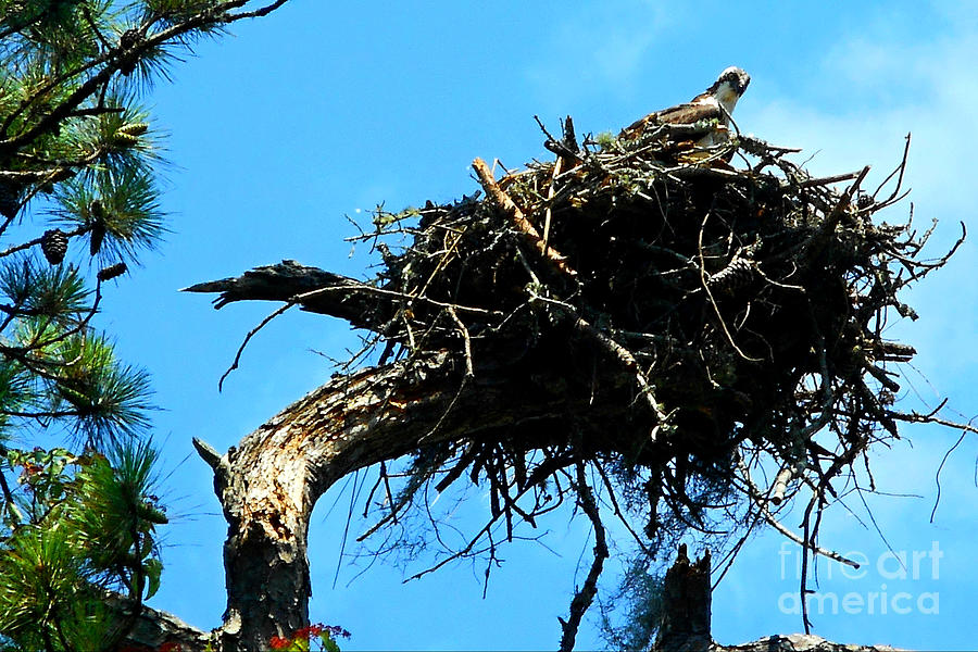 Osprey on its Nest at Little River South Carolina 2017 Photograph by Peter Ogden