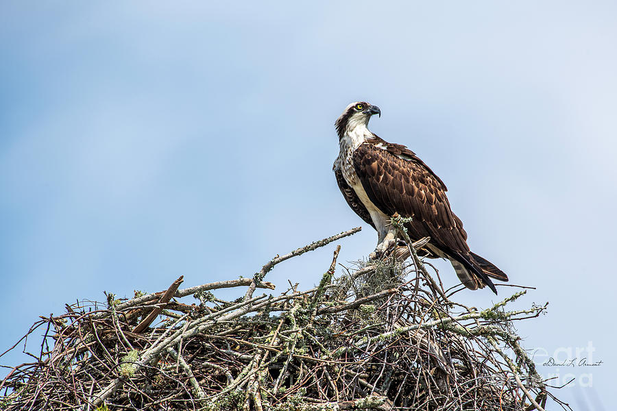 Osprey on Nest Photograph by David Arment