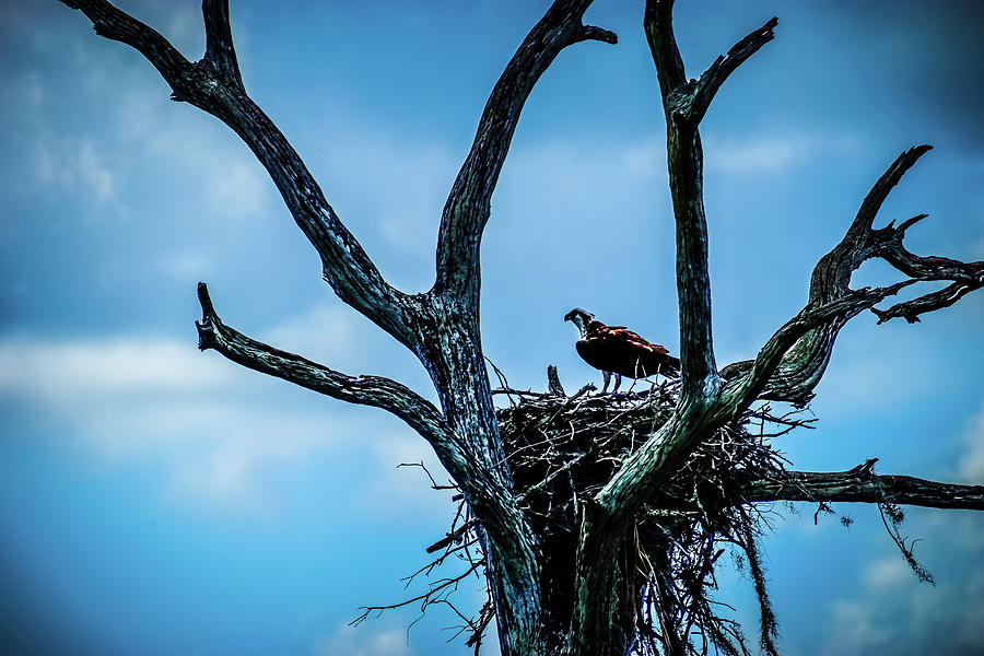Osprey on Nest Photograph by William Dickgraber