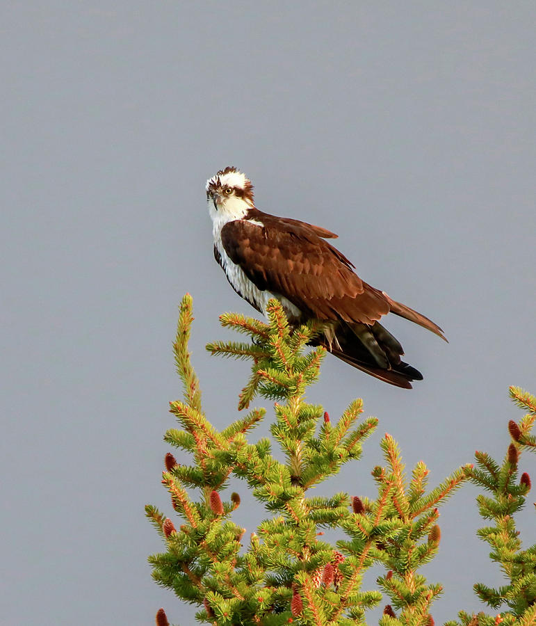 Osprey On Pine Photograph by Dan Sproul