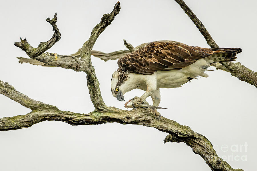 Osprey on Snag Photograph by Tom Claud