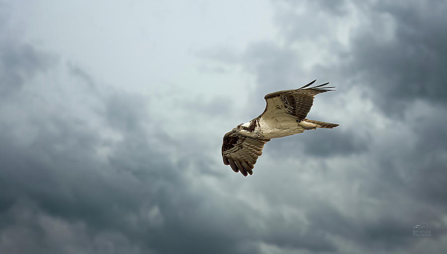 Osprey on the Hunt Photograph by Bill Posner