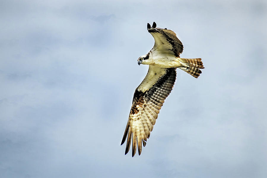 Osprey on the Hunt Photograph by Fon Denton