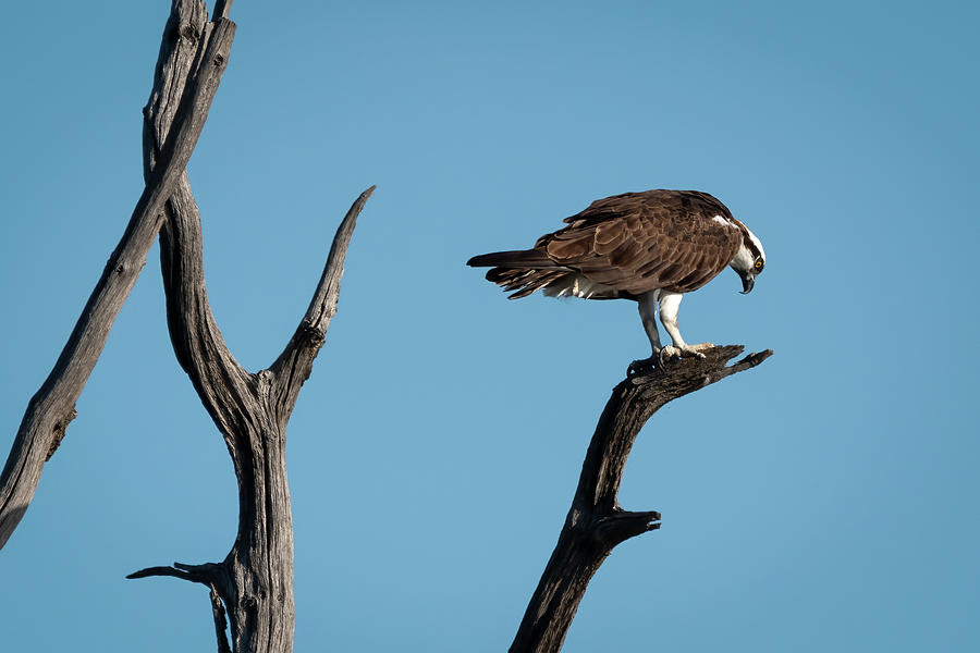 Osprey on the Hunt Photograph by James Barber