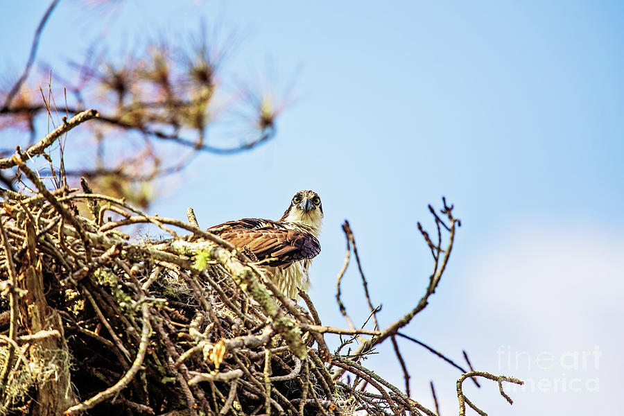 Osprey on the Nest Photograph by Scott Pellegrin