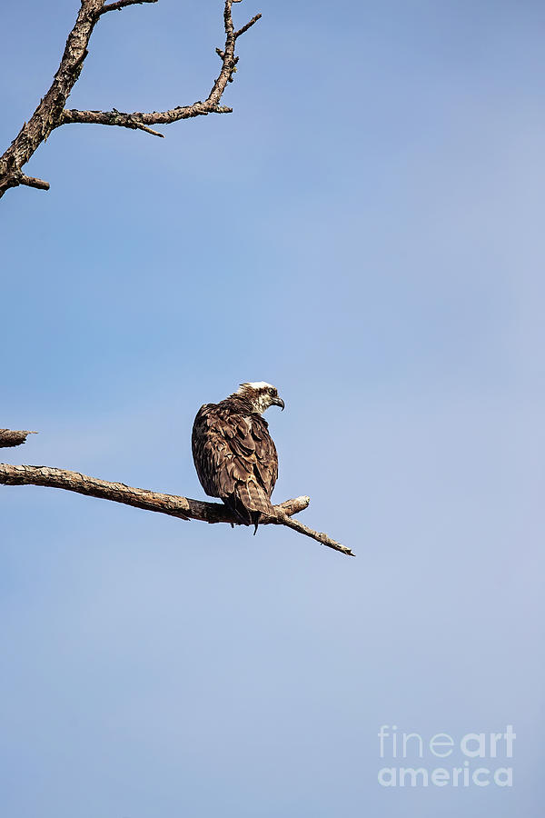 Osprey on the Perch Photograph by Scott Pellegrin