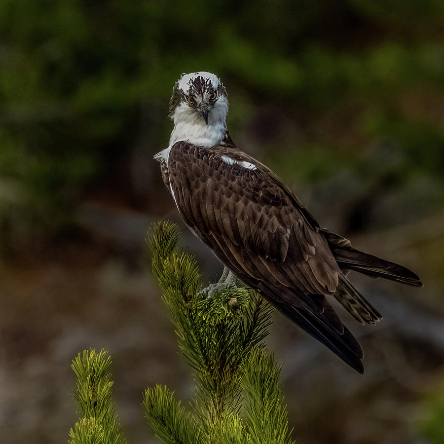 Osprey On The Tree Photograph by Yeates Photography