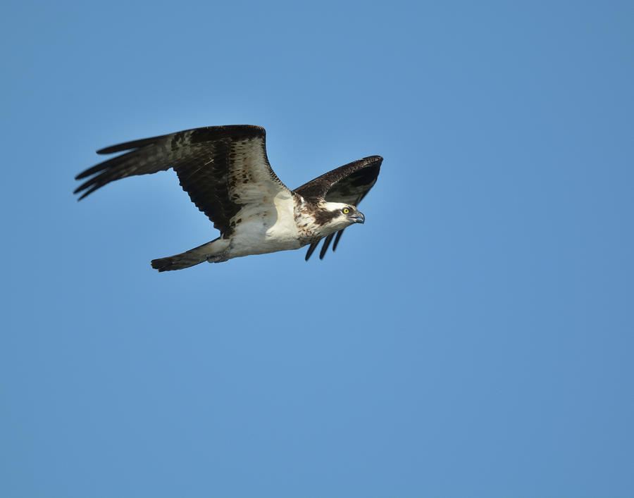 Osprey On The Wing Photograph by David Porteus