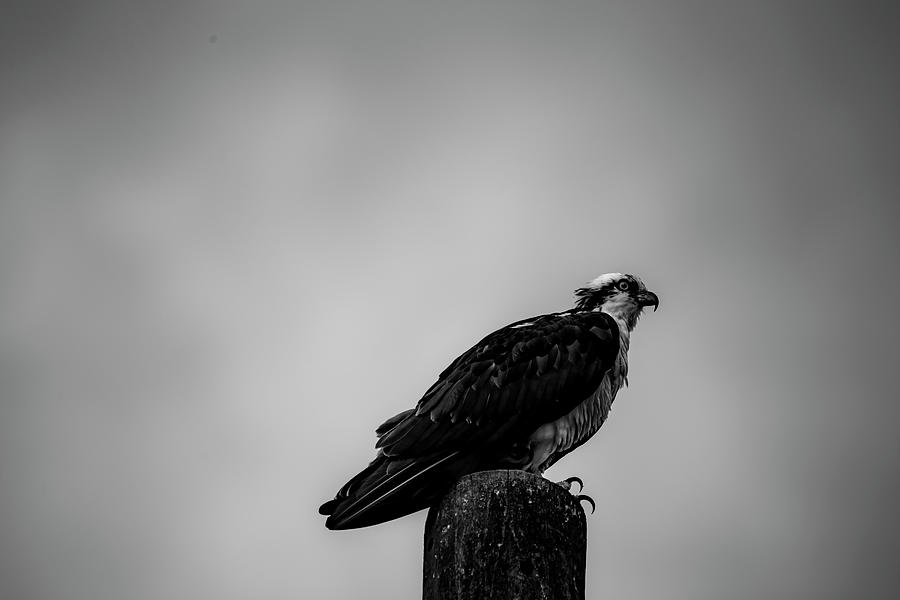 Osprey on top of pole Black and White by Kevin Banker Osprey on top of pole Black and White by Kevin Banker