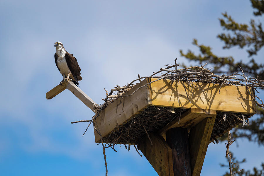 Osprey on watch Photograph by Bill Cubitt