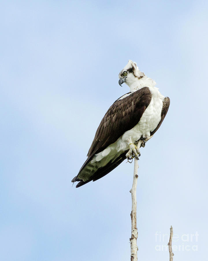 Osprey on Watch Photograph by Kristine Anderson
