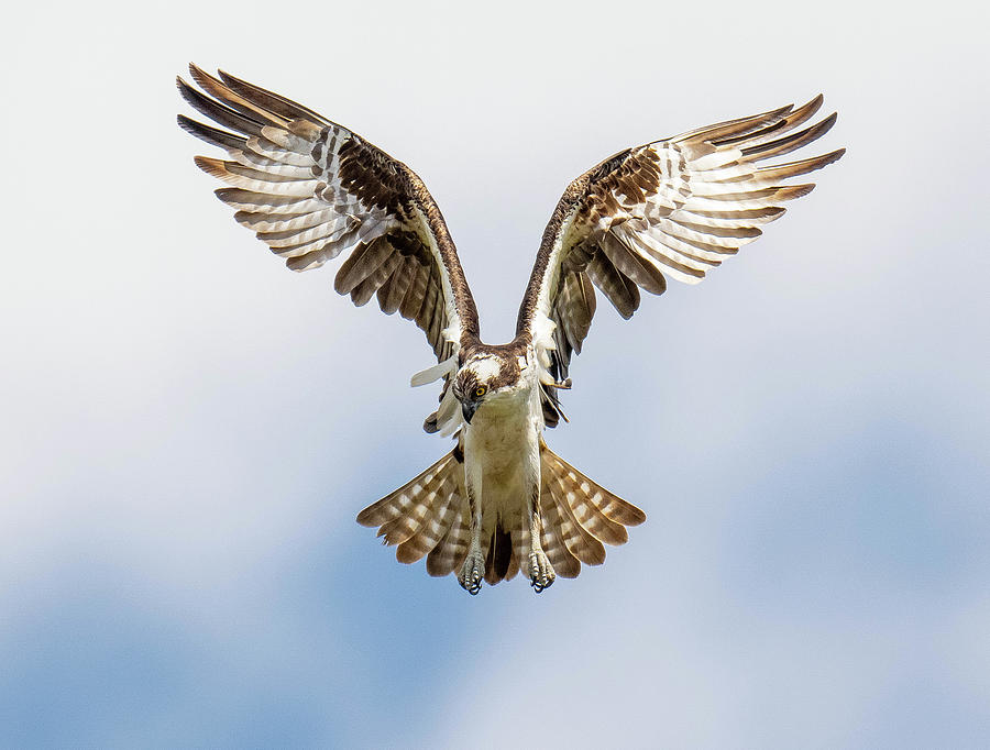 Winged Victory Osprey Photograph by Ray Whitt - Fine Art America