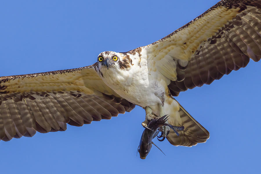 Osprey Overhead Photograph by Kevin McFadden - Fine Art America