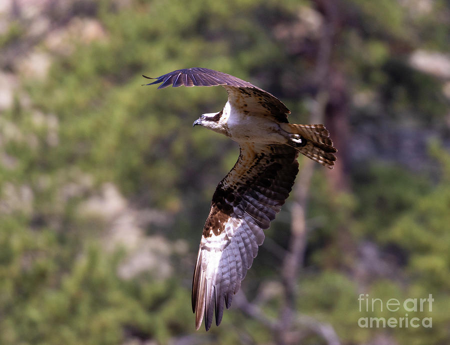 Osprey Overhead Photograph by Steven Krull