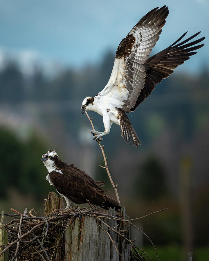 Osprey Pair Photograph