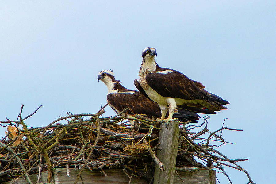 Osprey Photograph - Osprey Pair in Nest by Amy Jackson