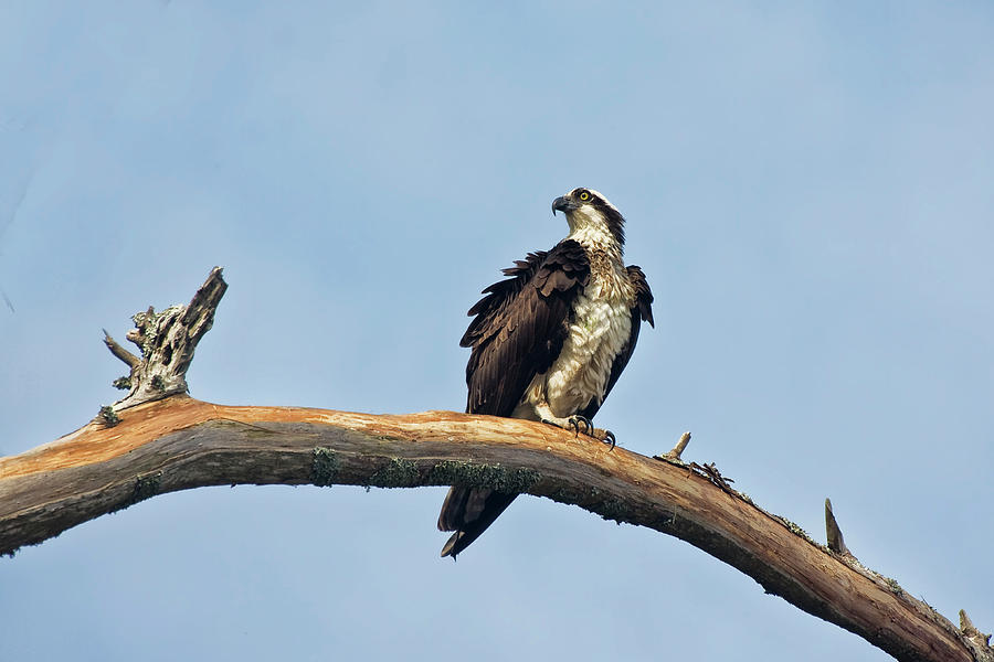 Osprey Perched Above White Oak River in the Croatan Photograph by Bob Decker