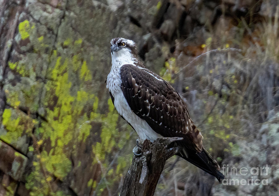Osprey Perched  in Waterton Canyon Photograph by Steven Krull