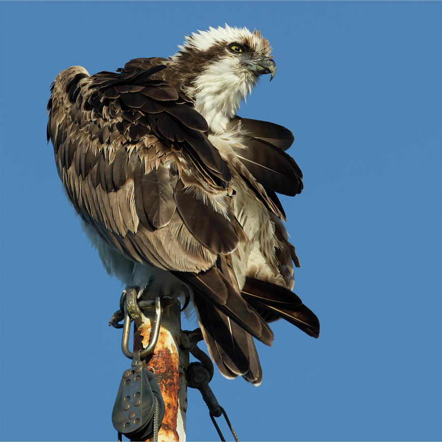 Osprey Perched on a Mast in Morro Bay Photograph by Kathleen Bishop