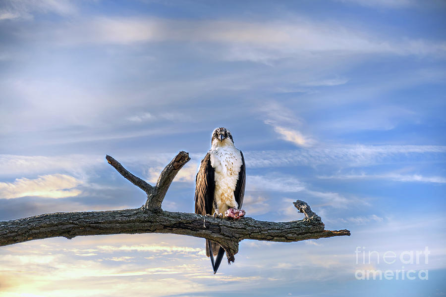 Osprey perched on a tree limb against a magnicient sunset sky Photograph by Patrick Wolf