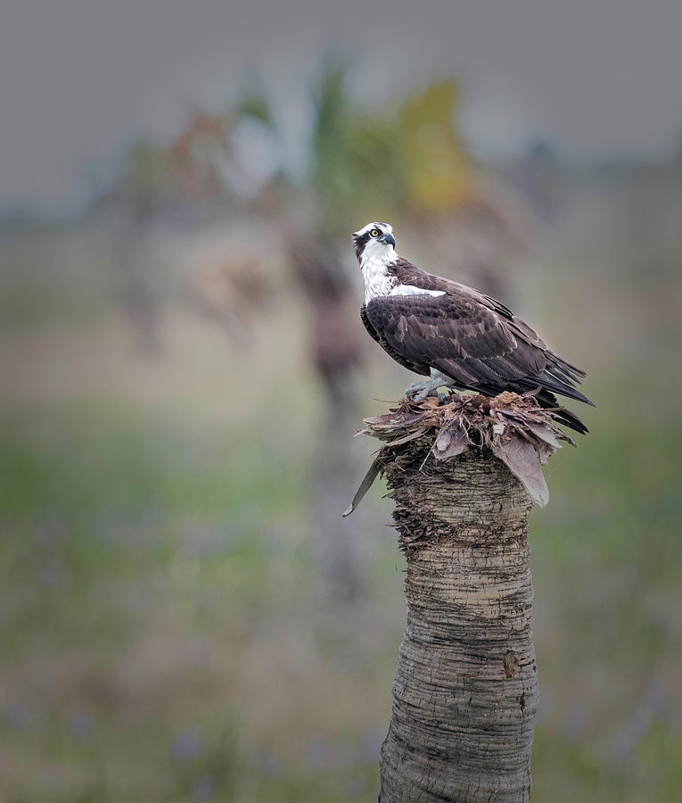 Osprey Perched on Palm Photograph by Fran Gallogly