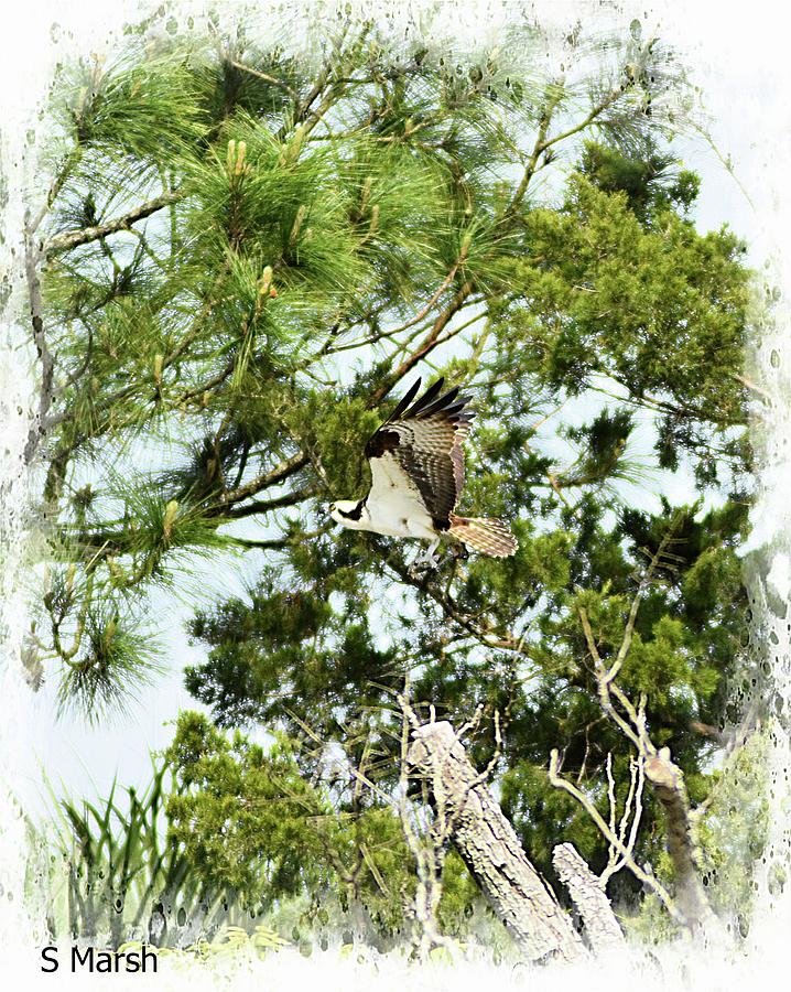 Osprey Pine Landing Photograph by Sheri McLeroy